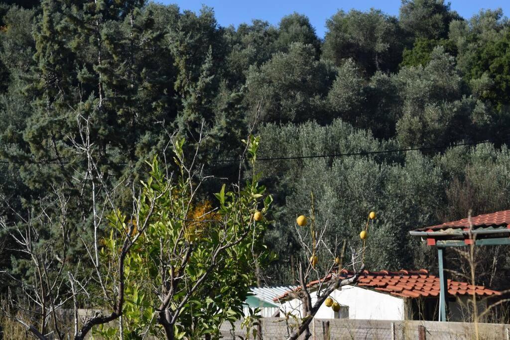 Ολόκληρος Όροφος Αγροτική Οικία Apartment Néos Pírgos Exterior foto